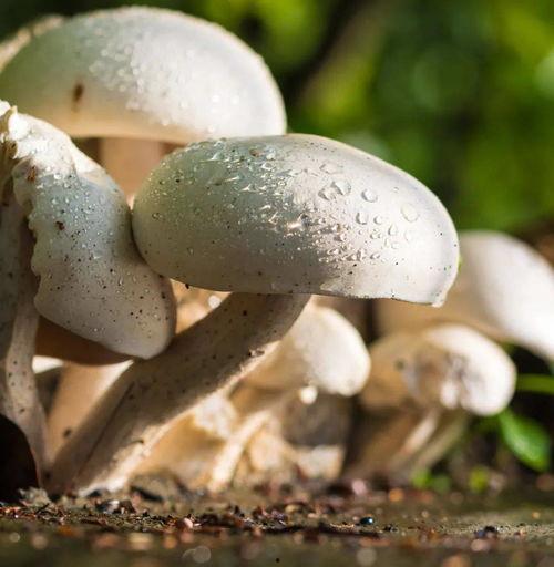 黑料网吃瓜蘑菇视频